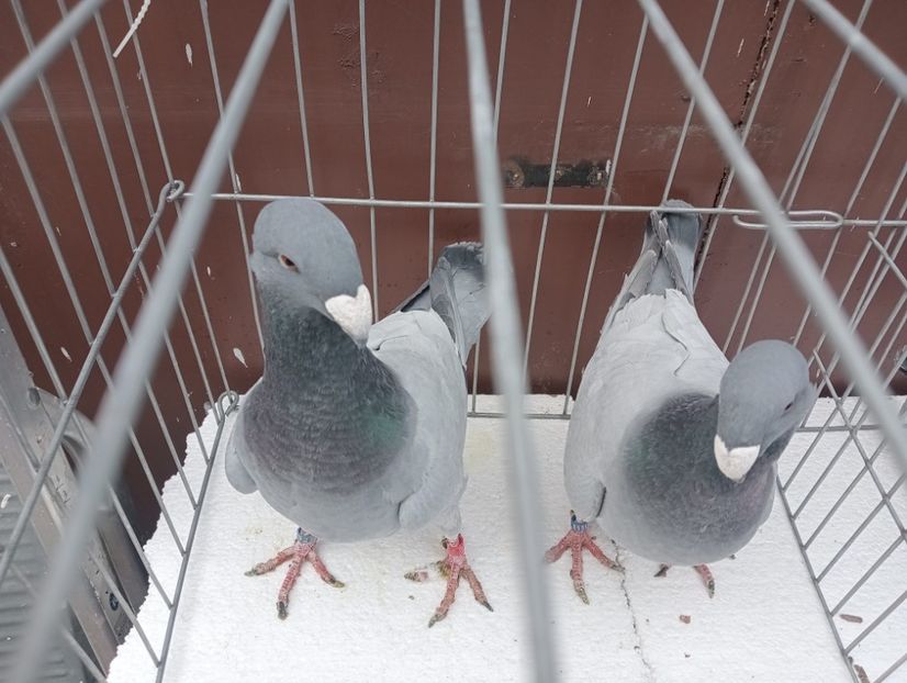  - voiajori germani de frumusete DE VINZARE