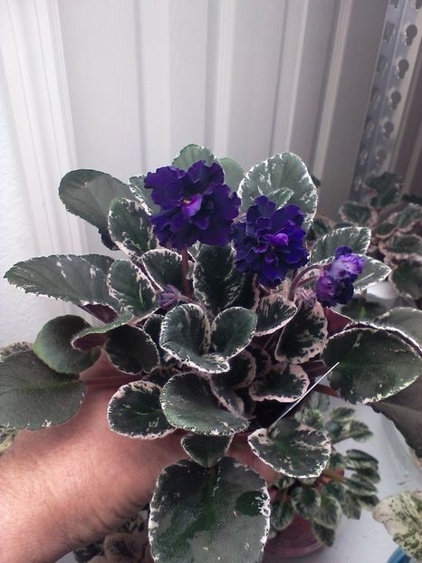 Poza net - Neon Fantasy