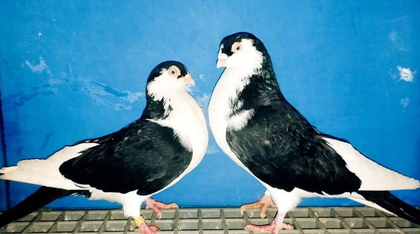 Perechea  8 - B - Perechi 2025