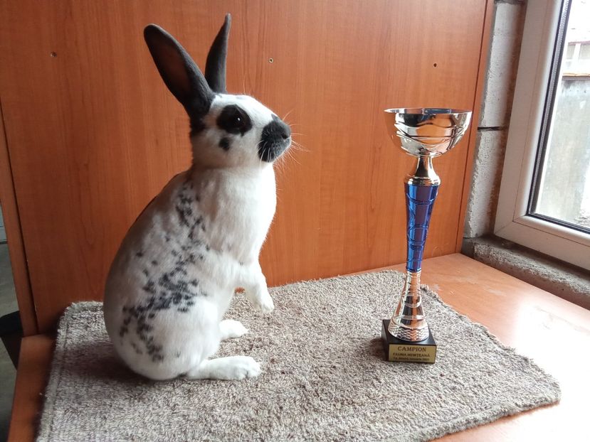  - 0 - REZ EXPO TG NEAMȚ IAN 2025