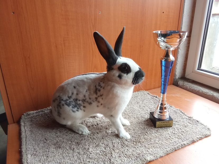  - 0 - REZ EXPO TG NEAMȚ IAN 2025