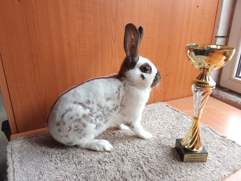  - 0 - REZ EXPO TG NEAMȚ IAN 2025