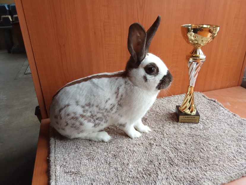  - 0 - REZ EXPO TG NEAMȚ IAN 2025