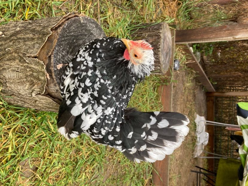 Tel: 0760392883 - Găinuși și cocoși pitici Chabo Bobat ! 2025