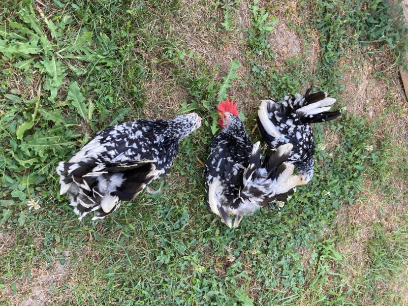  - Găinuși și cocoși pitici Chabo Bobat ! 2025