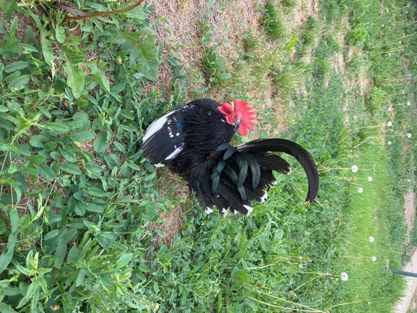  - Găinuși și cocoși pitici Chabo Bobat ! 2025