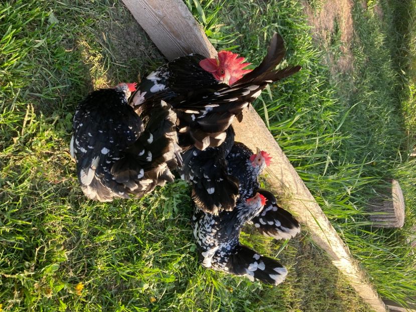  - Găinuși și cocoși pitici Chabo Bobat ! 2025