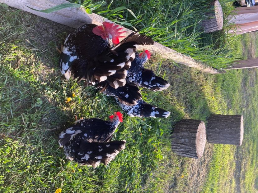  - Găinuși și cocoși pitici Chabo Bobat ! 2025