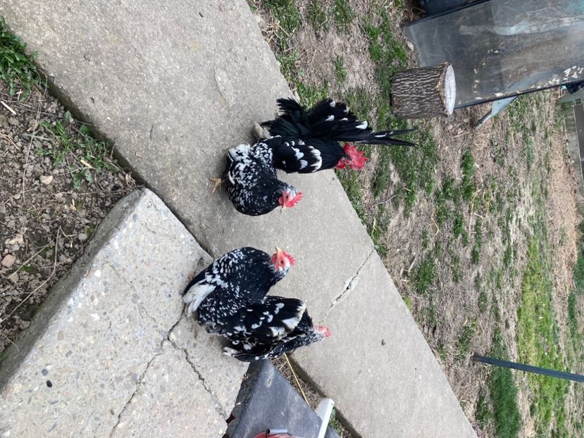  - Găinuși și cocoși pitici Chabo Bobat ! 2025