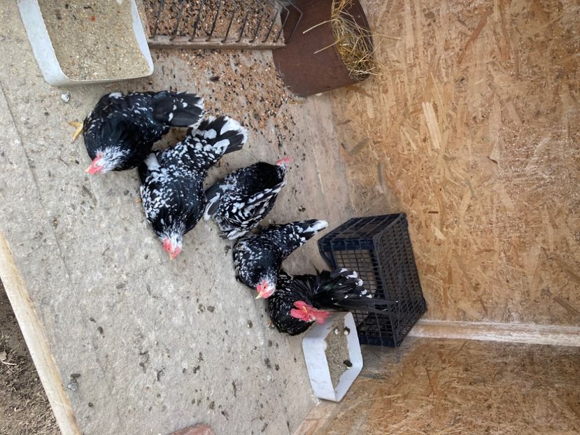  - Găinuși și cocoși pitici Chabo Bobat ! 2025