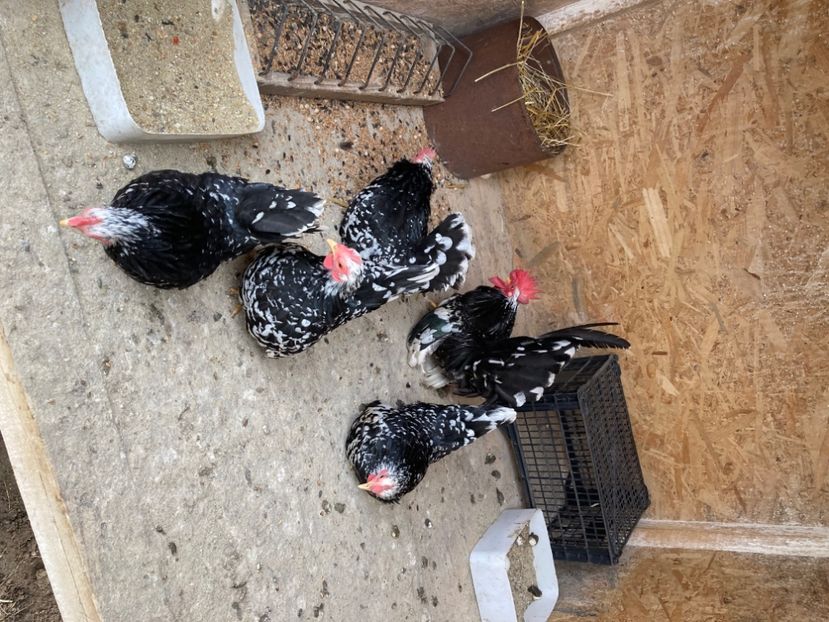  - Găinuși și cocoși pitici Chabo Bobat ! 2025