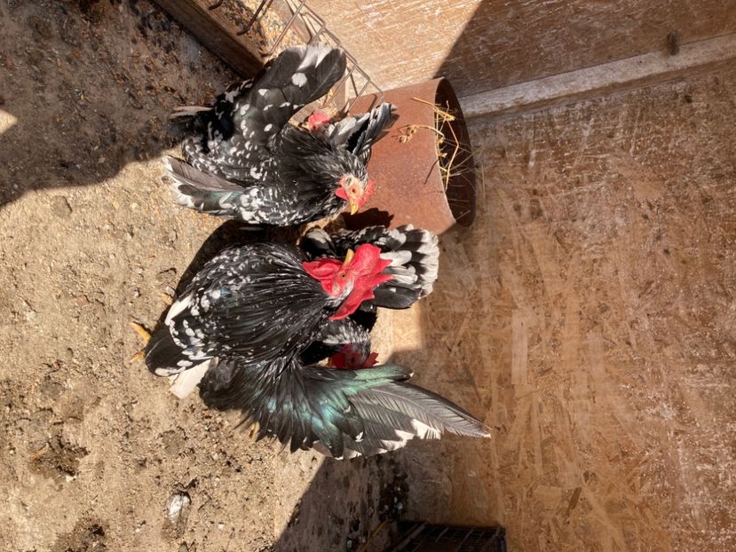  - Găinuși și cocoși pitici Chabo Bobat ! 2025