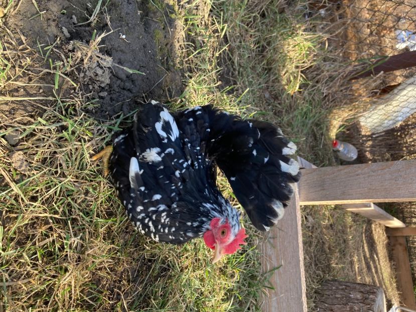  - Găinuși și cocoși pitici Chabo Bobat ! 2025