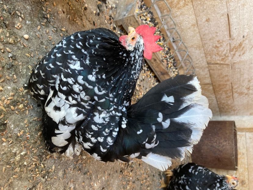  - Găinuși și cocoși pitici Chabo Bobat ! 2025