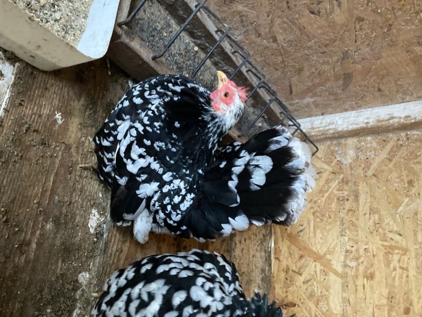  - Găinuși și cocoși pitici Chabo Bobat ! 2025