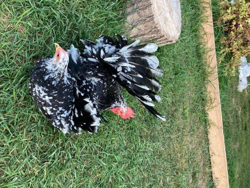  - Găinuși și cocoși pitici Chabo Bobat ! 2025