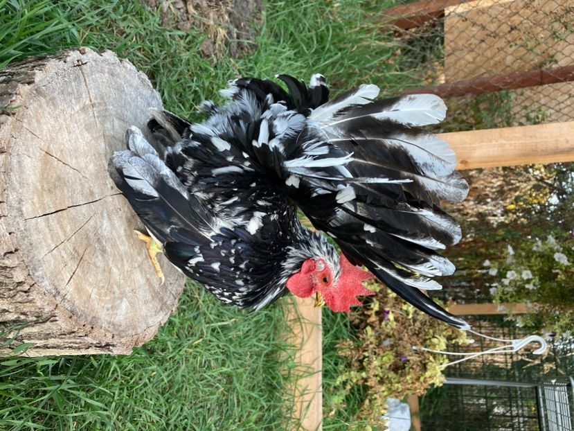  - Găinuși și cocoși pitici Chabo Bobat ! 2025