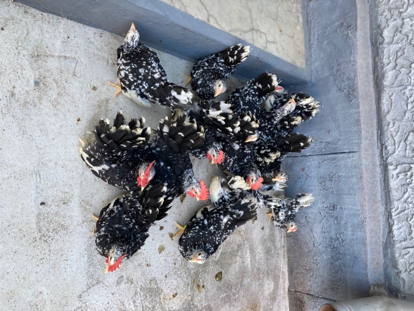  - Găinuși și cocoși pitici Chabo Bobat ! 2025