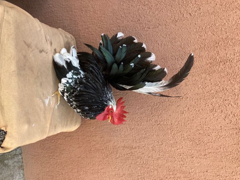  - Găinuși și cocoși pitici Chabo Bobat ! 2025