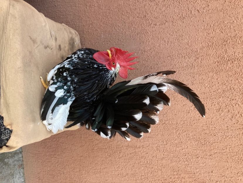  - Găinuși și cocoși pitici Chabo Bobat ! 2025