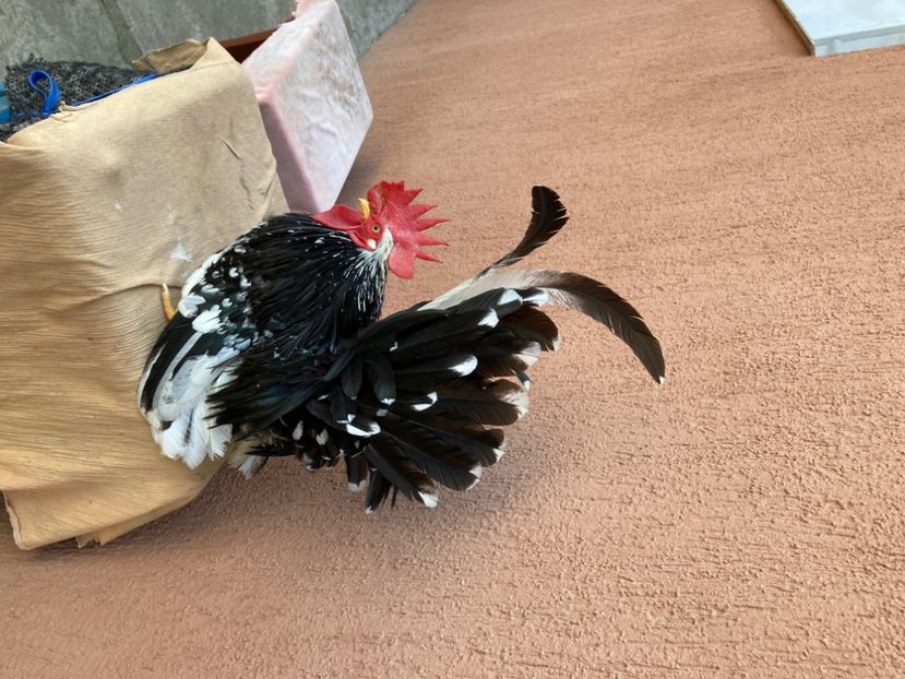  - Găinuși și cocoși pitici Chabo Bobat ! 2025