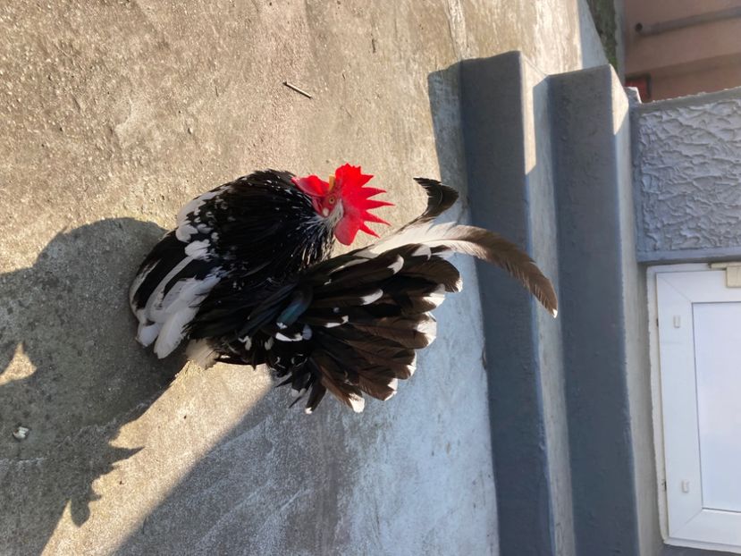  - Găinuși și cocoși pitici Chabo Bobat ! 2025