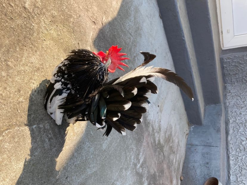  - Găinuși și cocoși pitici Chabo Bobat ! 2025