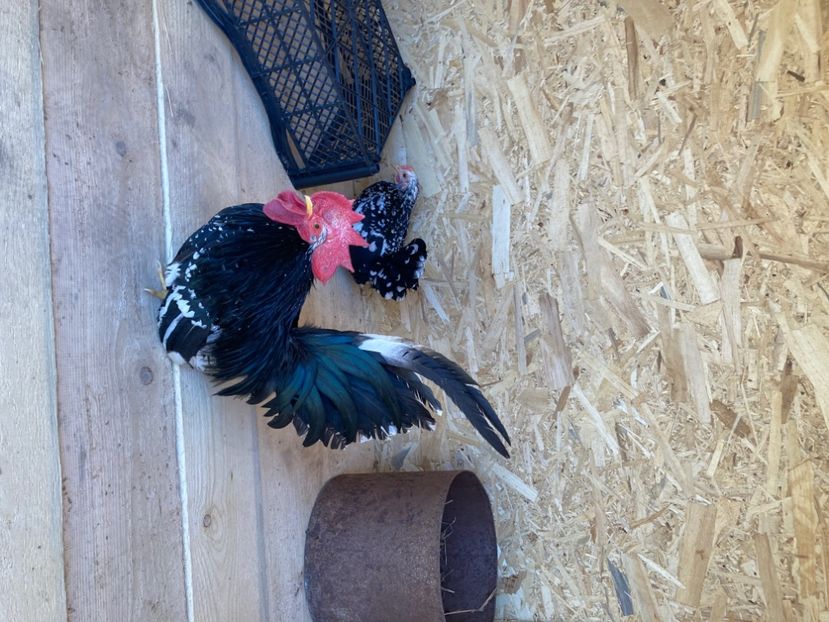  - Găinuși și cocoși pitici Chabo Bobat ! 2025