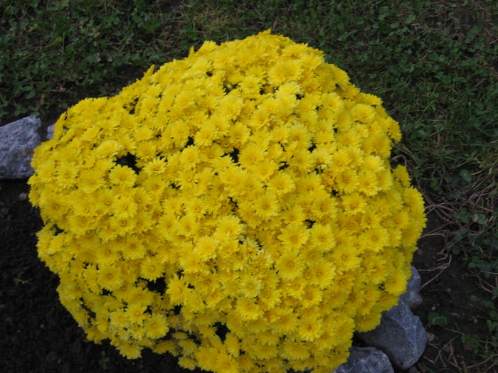 IMG_6837 - florile mele