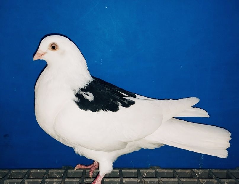 4361(22)  Femelă. 2024 - 00001 porumbei dragi mie arhivă