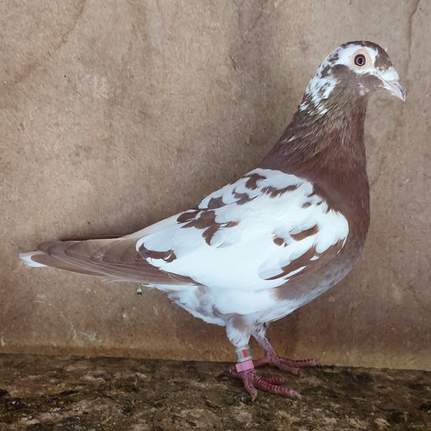 Femela 22-203 - Meulemans