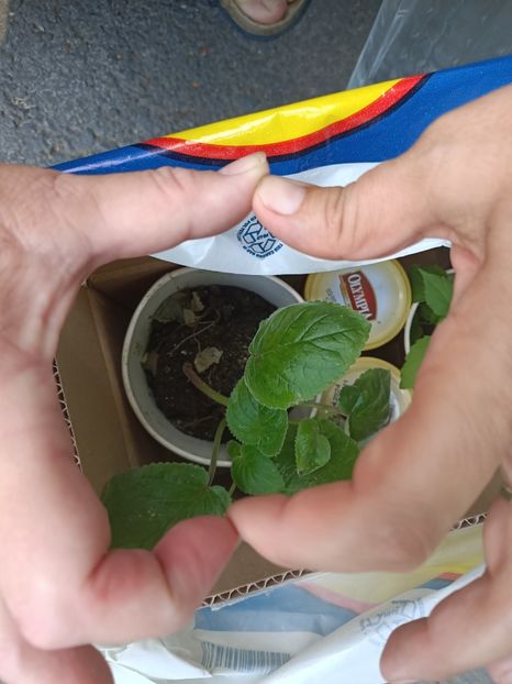 Img.2024.08.15 - A doua grădină 2