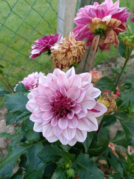 Img.2024.08.31 - A doua grădină 2