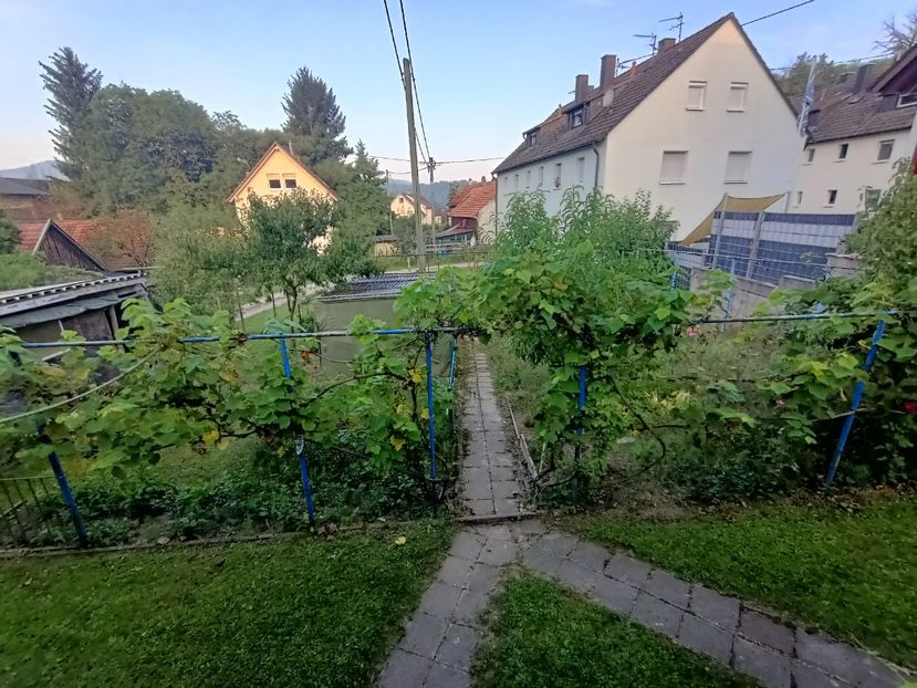 Img.2024.08.31 - A doua grădină 2