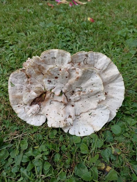 Img.2024.08.31-ciuperci - A doua grădină 2