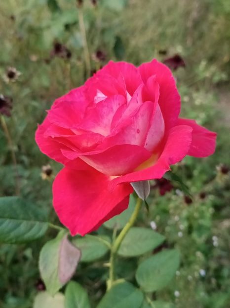 Img.2024.08.31-din Lidl - A doua grădină 2