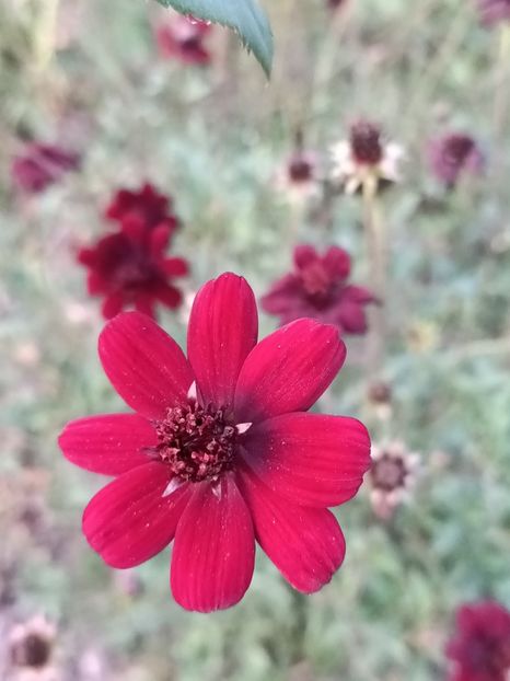 Img.2024.08.31- cosmos negru - A doua grădină 2