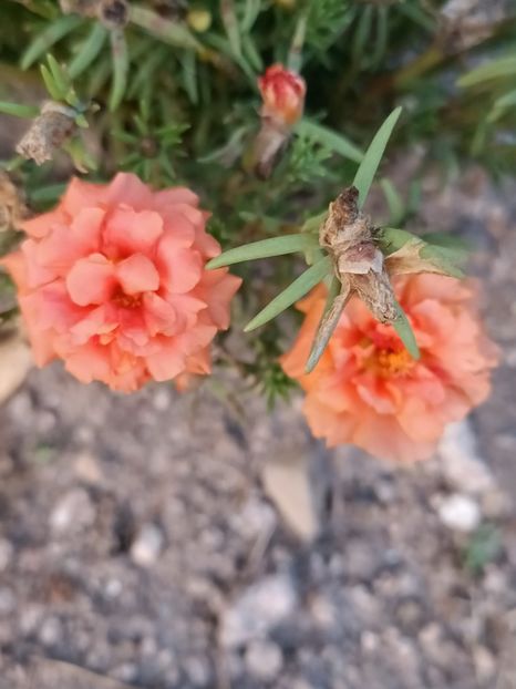 Img.2024.08.31 - A doua grădină 2