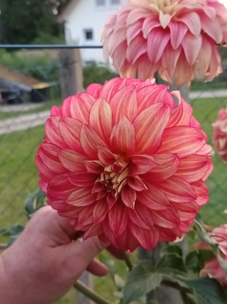 Img.2024.08.31 - A doua grădină 2