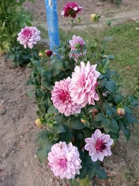 Img.2024.08.31 - A doua grădină 2