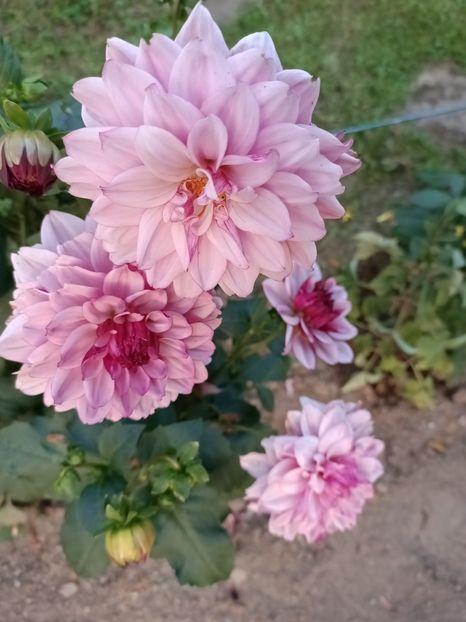 Img.2024.08.31 - A doua grădină 2