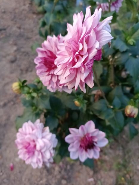 Img.2024.08.31 - A doua grădină 2