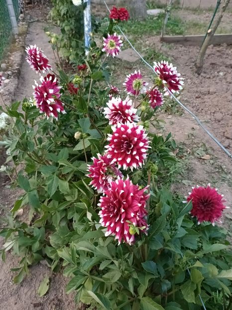 Img.2024.08.31 - A doua grădină 2