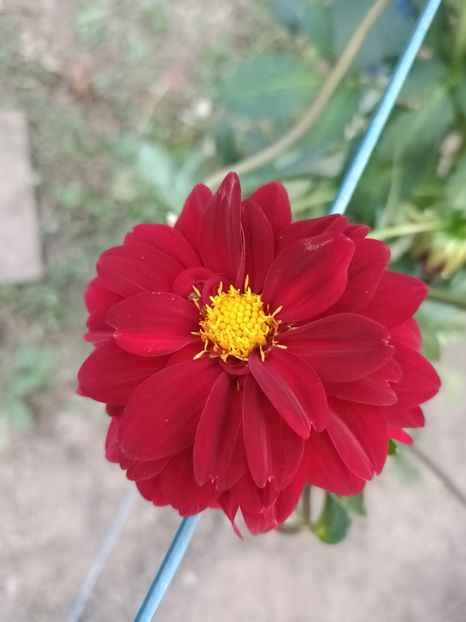 Img.2024.08.31 - A doua grădină 2