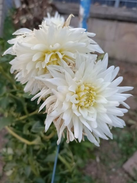 Img.2024.08.31 - A doua grădină 2