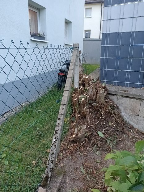 Img.2024.08.31-alunul - A doua grădină 2