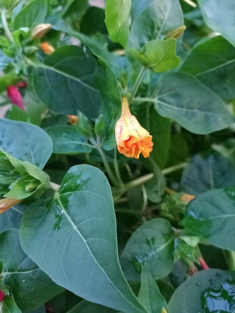 Img.2024.08.31 - A doua grădină 2