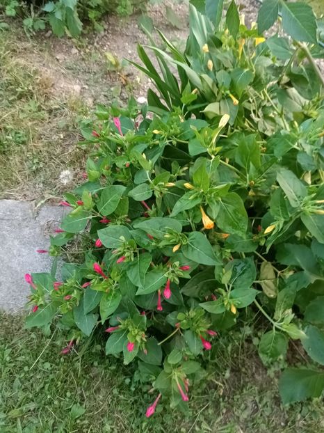 Img.2024.08.31 - A doua grădină 2