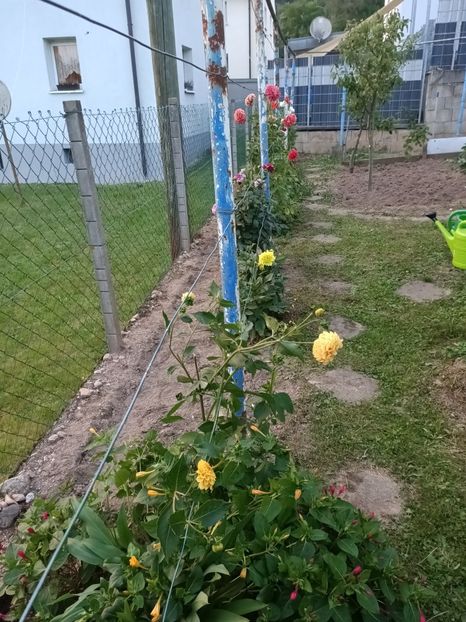 Img.2024.08.31 - A doua grădină 2