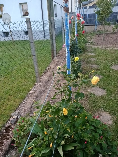 Img.2024.08.31 - A doua grădină 2